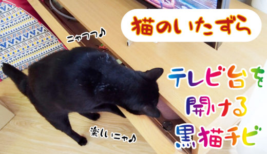 【動画】テレビ台の扉を器用に開ける黒猫チビです【猫のいたずら】
