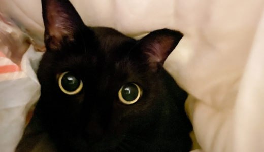 ビー玉のようなキラキラおめめの可愛い黒猫チビ