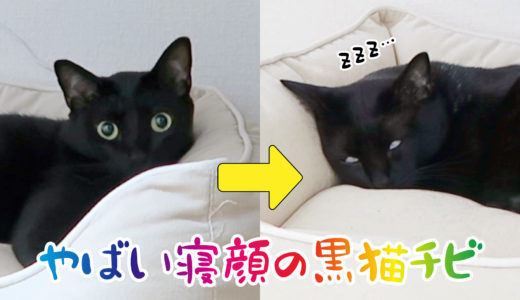 【動画】ヤバい寝顔が撮れちゃった黒猫チビです【黒猫の寝顔】