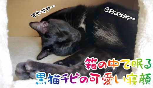 【動画】キャットタワーの箱の中ですやすや眠る黒猫チビの可愛い寝顔です