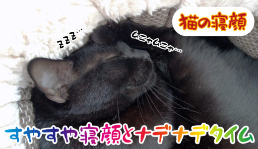 【動画】とある日のチビ。すやすや寝顔とナデナデを堪能する寝起きの黒猫チビです