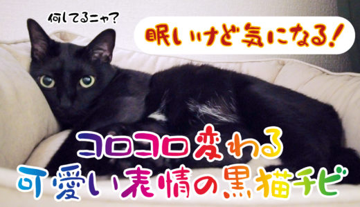 【動画】眠いけど気になる！黒猫のコロコロ変わる可愛い表情