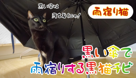 【動画】黒い傘の中で雨宿り＆ソファでナデナデまったりタイムな黒猫チビ