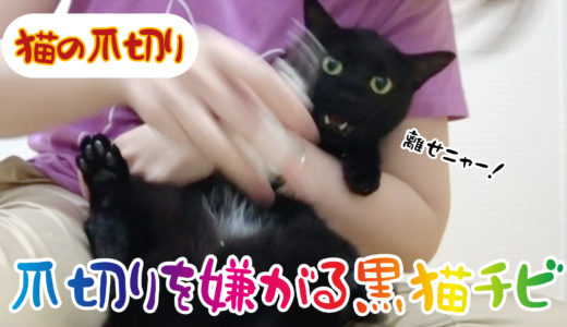 【動画】おとなしかったり暴れたり！爪切りの抗議のニャーが可愛い黒猫チビです