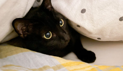 お膝ですやすや＆添い寝で可愛い黒猫チビ