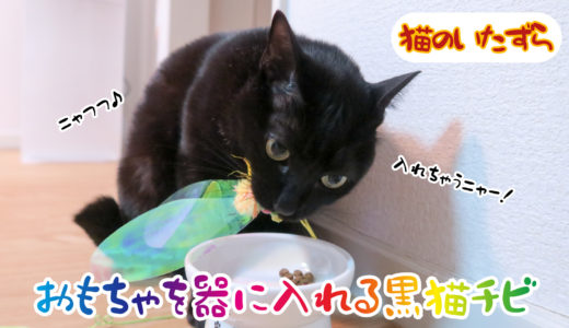 【動画】水の器におもちゃのねずみさんを入れる黒猫チビです【猫のいたずら】