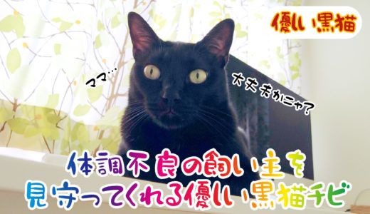 【動画】体調不良の飼い主を見守ってくれる優しい黒猫チビです