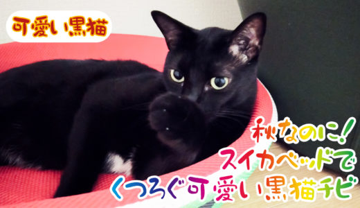 【動画】季節外れのスイカベッドブーム！秋にスイカでくつろぐ可愛い黒猫チビです