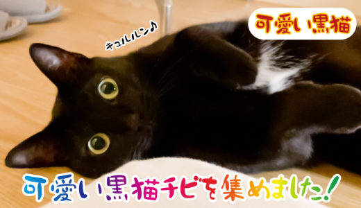 【動画】お目々まん丸で可愛い黒猫チビを集めてみました！【可愛い黒猫】