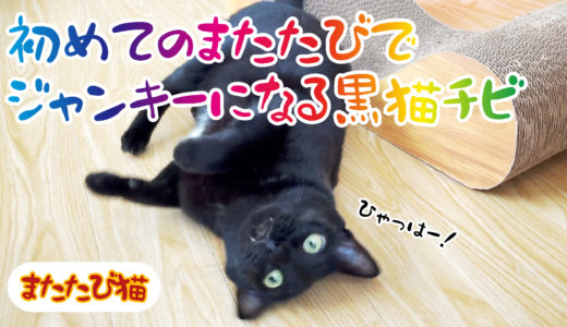 【動画】初めてのまたたびで酔っぱらい！ぺろぺろうねうねするニャンキーになった黒猫チビです