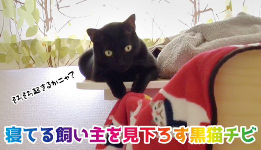 【動画】見下ろしてくる黒猫チビ。起きると飛び降りて寄ってきてくれます