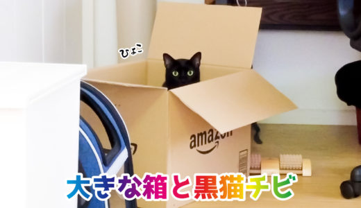 【動画】箱からひょこっと顔を出したりジャンプアウトする黒猫チビです