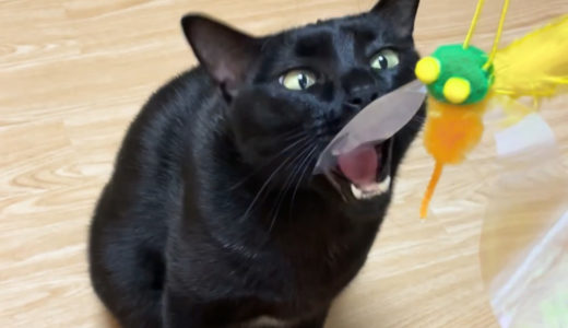 【動画】オモチャに猫パンチしたり噛み付いたりする黒猫チビ