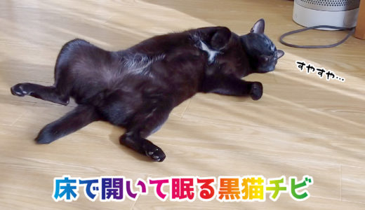 【動画】ぽかぽか陽気に床で開いて眠る黒猫チビ