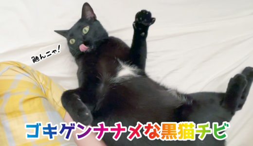 【動画】ナデナデを嫌がるゴキゲンナナメな黒猫チビ