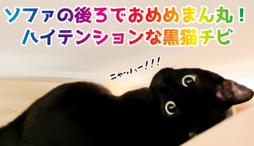 【動画】ソファの後ろでおめめまん丸！ハイテンションな黒猫チビです