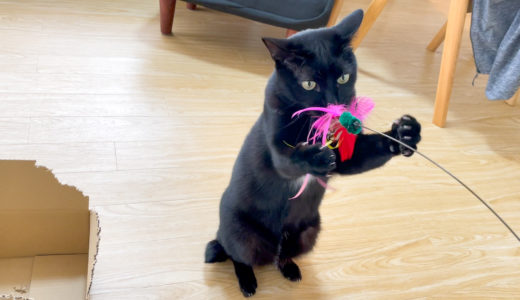 【動画】布団の隙間のおもちゃに猫パンチをくりだす黒猫チビ
